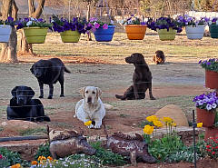 Our adult Labradors in the garden