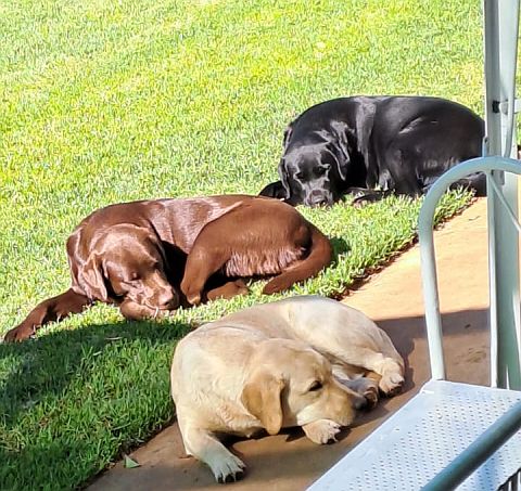 3 labradors having a nap outdoors.