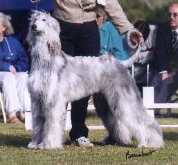 silver Afgan hound standing tall at the dog show
