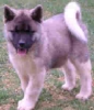 akita puppy