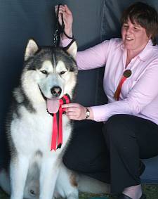 Immaculately groomed alaskan malamute show winner with his rosette
