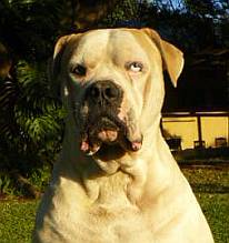 Head & shoulders of American bulldog with melancholic face