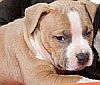 american-staffordshire-terrier-puppy.