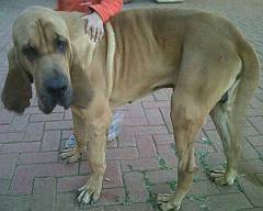 Adult bloodhound