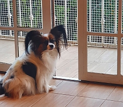 Long hair on the ears typifies a papillon