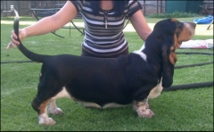 Af tricoloured basset hound