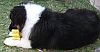 Tricolouer australian shepherd puppy