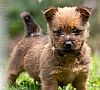 Australian terrier puppy
