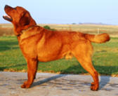 Fox red Labrador.