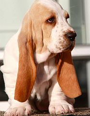 Bicoloured basset hound puppy