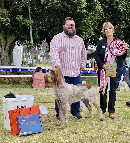 Our spinoni won a magnificent rosette in the show ring.