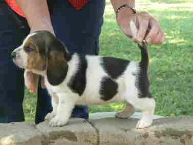 Bassset hound puppy standing on a wall.