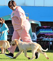 Spinoni in the show ring