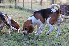 Beagles sniffing a trail!