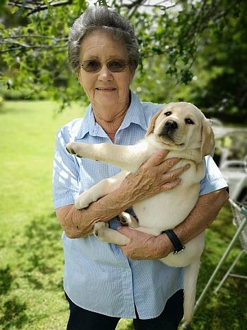 Breeder holding big baby Labrador.
