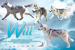 Huskies pulling a sled