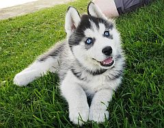 A playful Siberian husky puppy