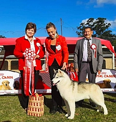Siberian husky winner