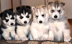 4 little puppies