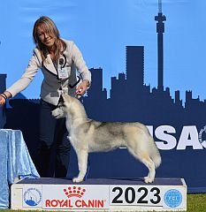 A young Siberian Husky show dog.