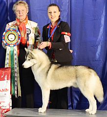Siberian husky with magnificent rosette
