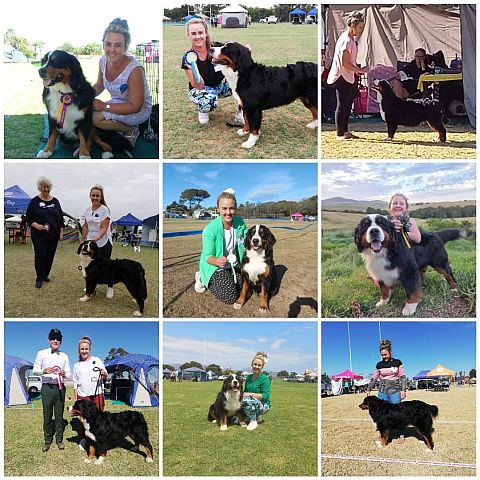 Our Bernese Mountain Dogs winning rosettes.