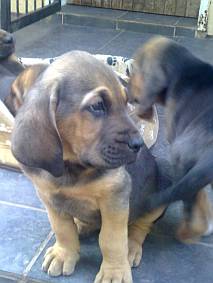 bloodhound puppies
