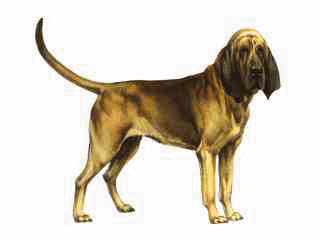 bloodhound clipart
