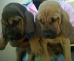 2 bloodhound puppies being held