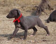 A black boerwindhond puppy