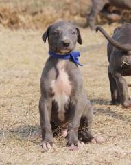 A grey and white boerwindhond puppy