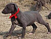 boerwindhond tiny