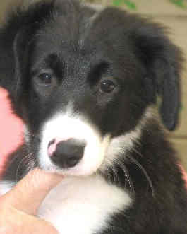 Black & white collie puppy