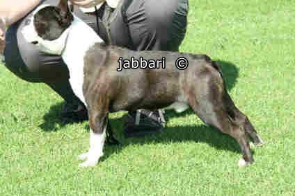 Boston terrier profile
