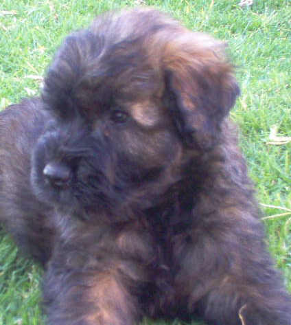 Fluffy bouvier des Flandres puppy