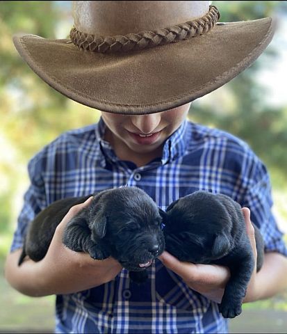 A boy wearing a big hat, holding black Labrador puppies.
