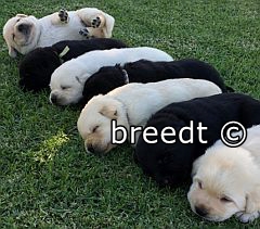 Sleeping Labrador  puppies