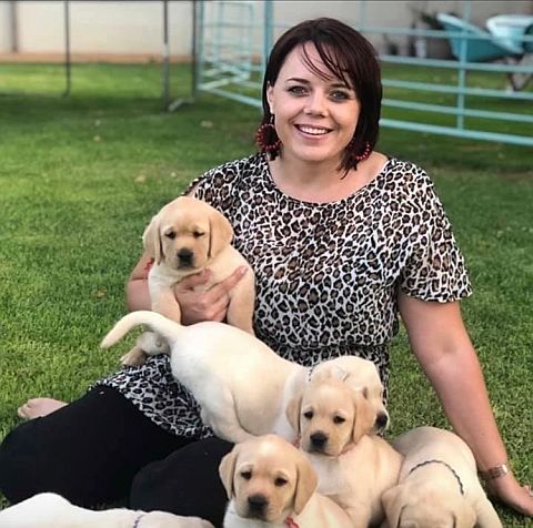 Labrador puppies.