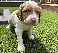 A brittany puppy