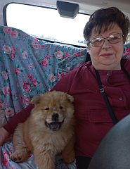The dog breeder sitting with a young chow
