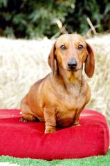 Dachshund sitting on a cushion