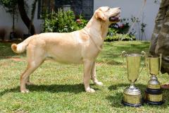 Yellow Labrador champion with two trophies