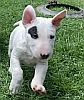 White bullterrier puppy with black patch above eye.
