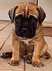 Bullmastiff puppy