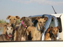 Our pack of windhondes in a bakkie