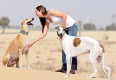 Boerwindhondes love running 