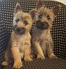 2 cairn terrier puppies on a chair