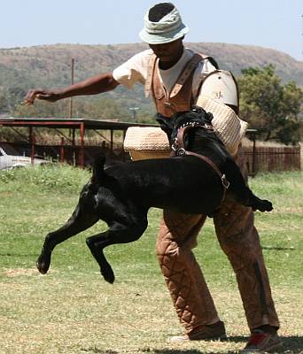 Black cane corso being trained to attack