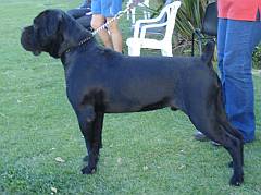 Cane corso in correct stance for show ring