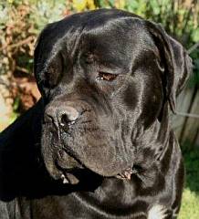 Large head of cane corso